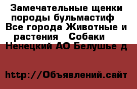 Замечательные щенки породы бульмастиф - Все города Животные и растения » Собаки   . Ненецкий АО,Белушье д.
